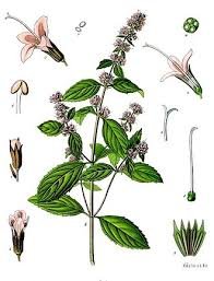 Effet rafraîchissant du menthol :