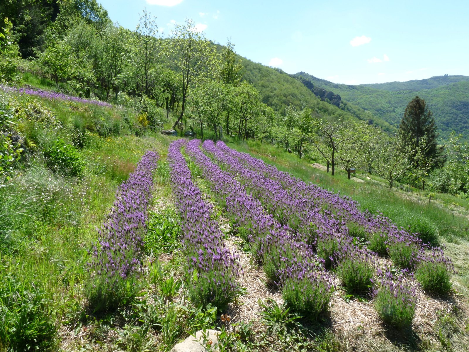 🌿 Qu’en est-il de l’hydrolat de lavande stoechas ?